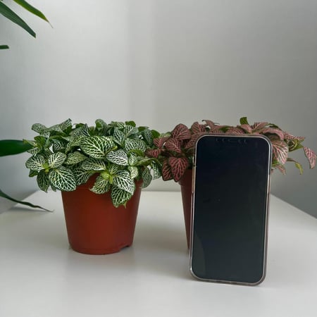 فيتونيا - قطر 12