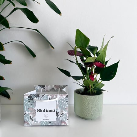 هدية الانثوريوم - فازة سيراميك