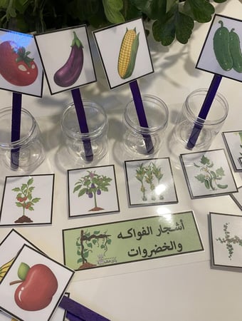 تصنيف الفواكه والخضروات مناسبة لوحدة الغذاء او وحدة النبات ( تحوي على قاعدة مقاس a4 مزودة بشك شاك واربعة علب بلاستيكية شفافة + 8 قطع صور طباعة ملونة ومغلفه حراريًا ومزودة بأعواد خشبية + 8 قطع صور طباعة ملونة ومغلفة حراريًا ومزودة بشك شاك )