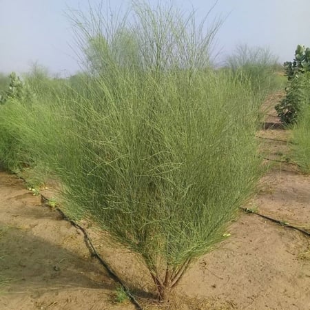 بذور شجرة اليسر