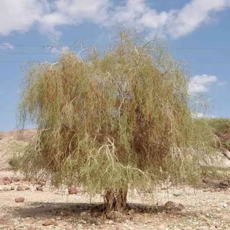 بذور شجرة اليسر