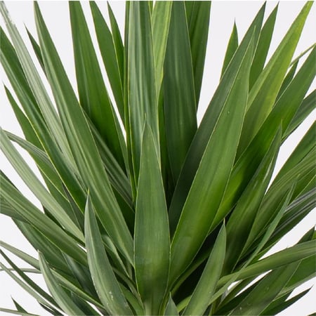 يوكا - بإرتفاع 150 سم