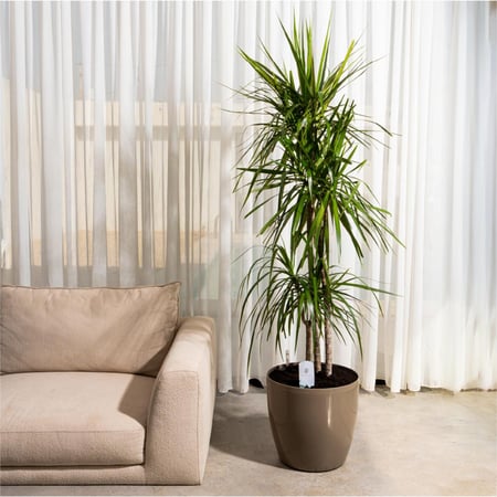 دراسينا مارجناتا - بإرتفاع 130 سم