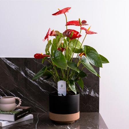 انتيريوم طبيعي احمر - بإرتفاع 60 سم وعرض 18 سم