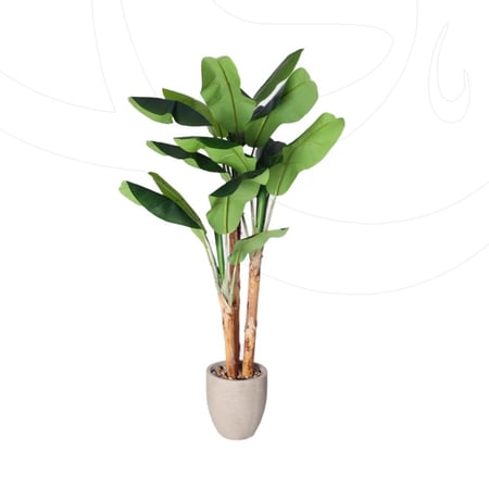 شجرة موز مع حوض بيج محدد ارتفاع 2.20م