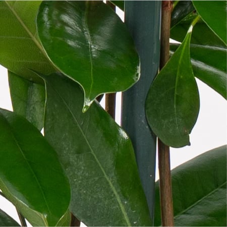 فيكس كاستفيولا - بإرتفاع 130 سم