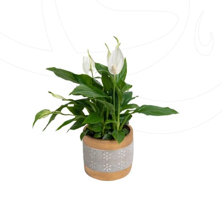 الأشرعة البيضاء مجهزة بحوض اسمنتي مذهب