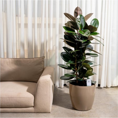 فيكس روبيستا اخضر - بإرتفاع 120 سم