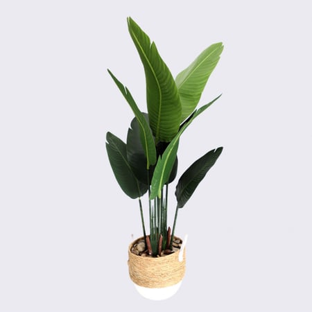 عصفور الجنة بحوض خوص ارتفاع 90 سم