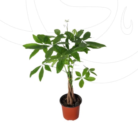 شجيرة باشيرا طبيعيه ارتفاع 60-70 سم