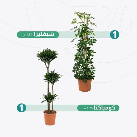 عرض شفليرا وكومباكتا