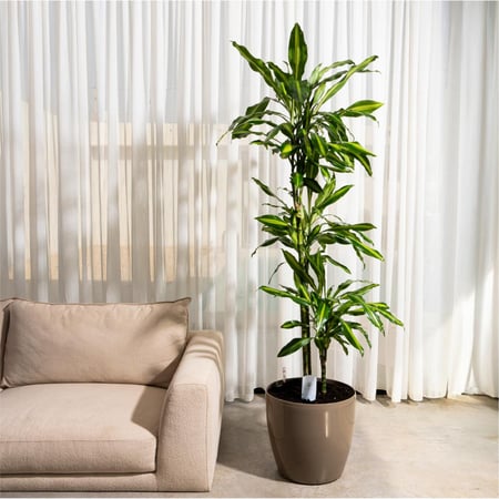 داريسينا سينتو 3 أفرع- بإرتفاع 140 سم