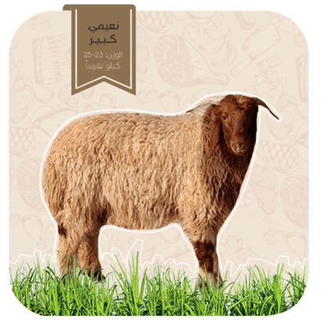 نعيمي-جذع كبير  (23-25كيلو)