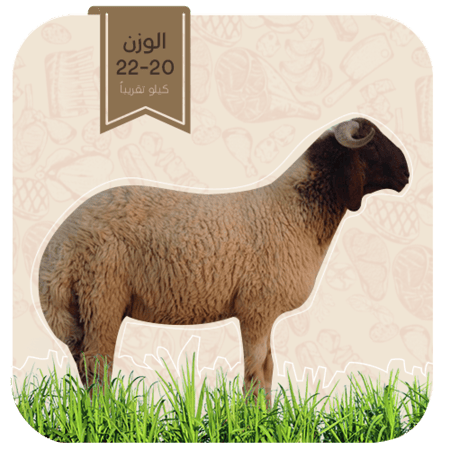 نعيمي-جذع وسط (تميمة) (20-22كيلو)