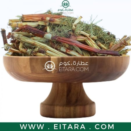 عشبة ذيل الحصان