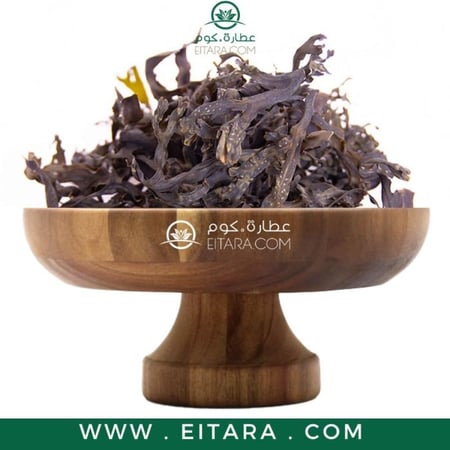 عشبة فوقس حويصلي