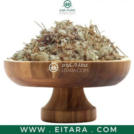 عشبة زهرة رجل الاسد