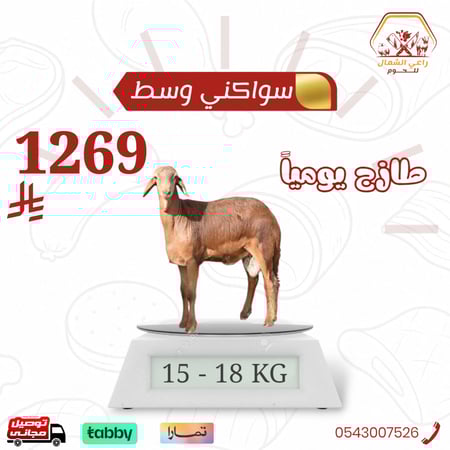 خروف سواكني وسط