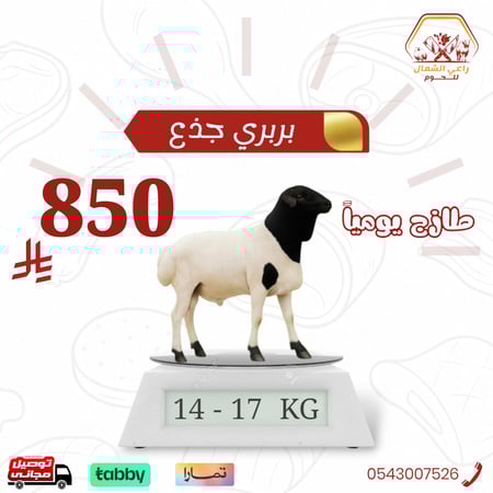 خروف بربري جذع تربيه