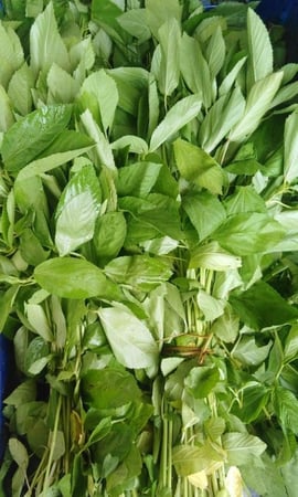 بذور ملوخية  ٥  جرام