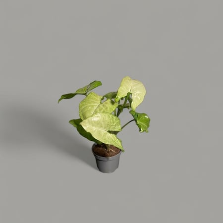 سنجونيوم الفراشة البيضاء