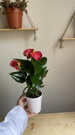 انتوريوم صغير