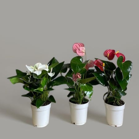 انتوريوم صغير