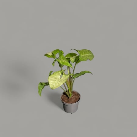 سنجونيوم الفراشة البيضاء