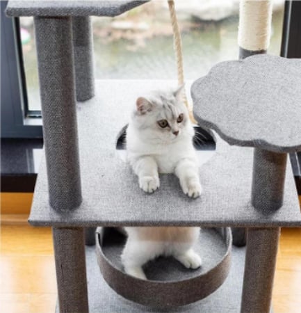 خداشة كبيره للقطط -الوان مختلفه