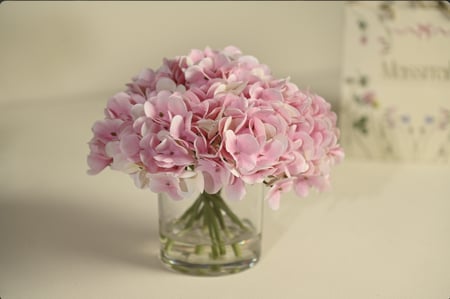 فازة ورد هدرنجا زهري