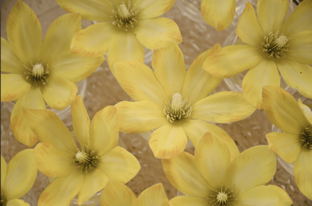 صينة توزيعات 12 فازه