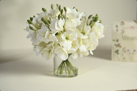 فازة ورد فيريزيا بيضاء