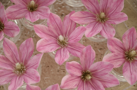 صينة توزيعات 12 فازه