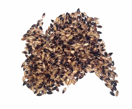 بذور ذرة بايبر  كيلو