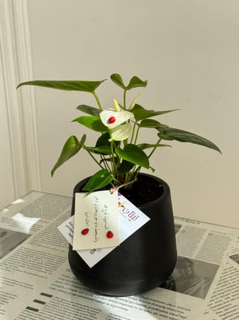 أنثوريوم الهدوء