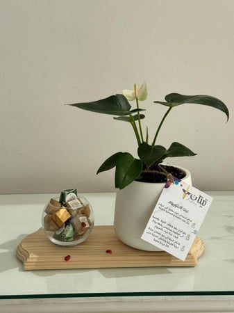 نبتة الأنثريوم مع شوكولاتة رولز في قاعدة خشبية