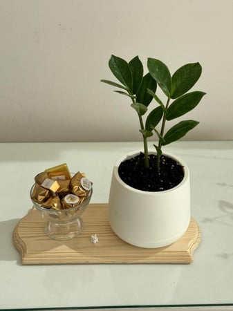 نبتة زاميا مع شوكولاتة رولز في قاعدة خشبية