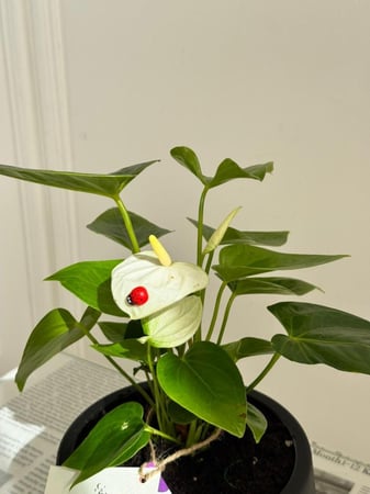 أنثوريوم الهدوء