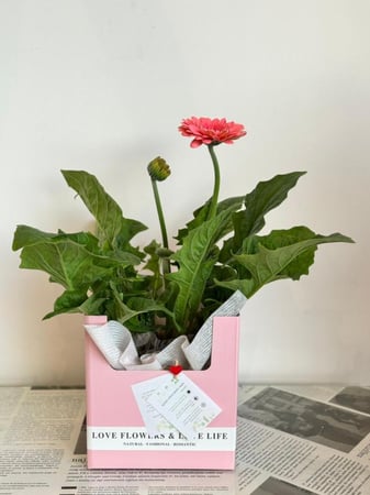 نبتة جربيرا لون عشوائي