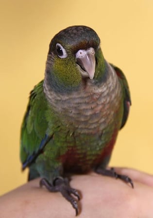 منيور سيتاكوس