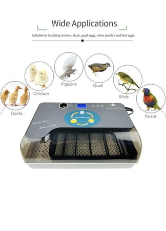 فقاسة 12 بيضة