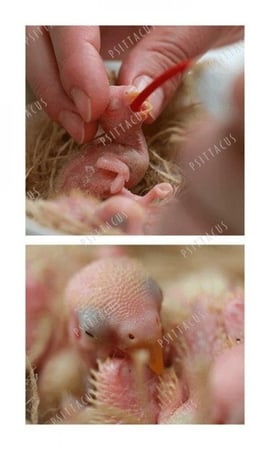 ابر غر حمراء ناعمه ولينه سيتاكوس PSITTACUS Red Soft tubes