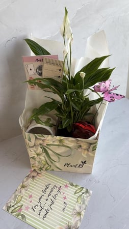 بكج White Whisper