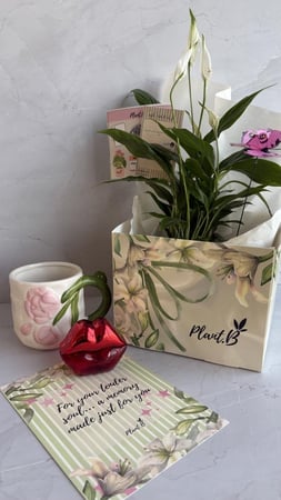 بكج White Whisper