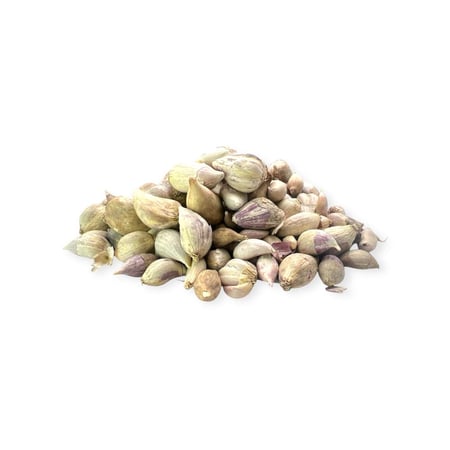 ثوم ذكر يمني