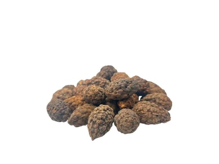 عشبة القبار المغربي