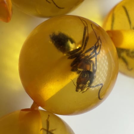 سبحة تراب الكهرمان الروسي (محشر نمل اسود)