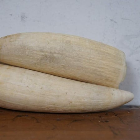 سبحة من ناب الحوت ( العنبر )