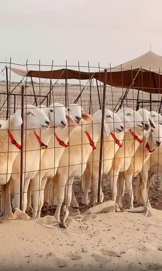 اطواق الرقبة  ( ترقيم الحلال )