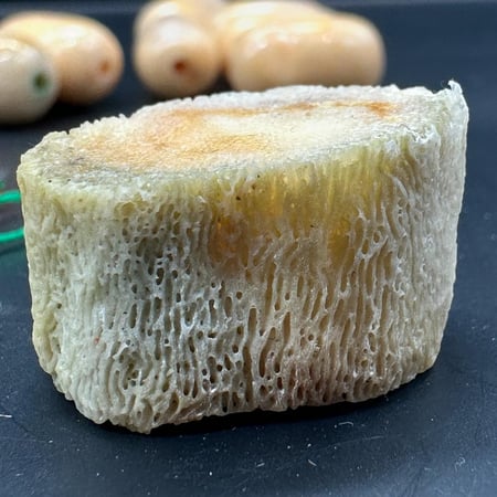 سبحة مرجان ابيض طبيعي حر مع عينة من المرجان